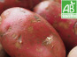 Mon Petit Producteur - Pomme De Terre Bio NOUVELLE Peau Rouge - Variété à chair Ferme - [2,5kg]