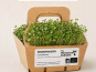 Ma Micropousse culinaire - Micro-pousses bio de coriandre – 4 barquettes