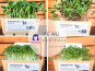 Ma Micropousse culinaire - Micro pousses Pack Peau radieuse (tournesol, radis, brocoli, kale) 4 barquettes