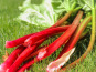 Le Châtaignier - Rhubarbe - 1Kg