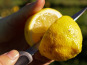 Jardins de la Testa - Citron de Corse Bio - 10kg