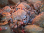 Saint Kerber - Cancale - Etrilles 3kg - VIVANTES