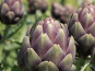 L’Oliveraie du Coudon - ARTICHAUT VIOLET DE PROVENCE  4 ou 5 pieces
