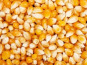 Grain Pop - Maïs popcorn nature vrac - 25kg
