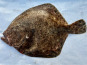 Godaille de l'Armement Cherbourgeois - En Direct du Bateau - Turbot Sauvage- Vidé - Pièce De 2kg