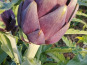 La Ferme de Milly - Anjou - Petit artichaut violet Bio-3 unités