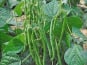 L’Oliveraie du Coudon - Haricots Verts 2KG