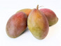 L'OLIVERAIE DU COUDON - Mangue Osteen  3 PIECES