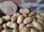 Ferme de Cernunnos - Pommes de terre Charlotte bio - 1 kg