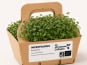 Ma Micropousse culinaire - Micro-pousses bio de brocoli Calabrese – 8 barquettes