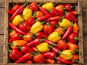 Nature et Saveurs - Ferme Aquaponique et Permacole Astérienne - Piments Frais en mélange - 50g
