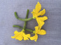 Les Jardins de Simone - Mini concombre avec sa fleur Bio x10