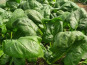 La Ferme de Goas Per - Epinard bio - 1Kg