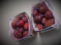 Maison du Pruneau - Cueillette du Gascon - Prunes d'Ente du Lot et Garonne 1kg
