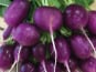 Nature et Saveurs - Ferme Aquaponique et Permacole Astérienne - Radis Rond Violet en Botte — croquant & fraîcheur intense