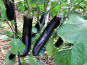 Les Jardins de Mondpa - aubergine violette