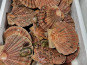 Saint Kerber - Cancale - Coquilles Saint Jacques de Saint Malo 3kg