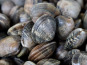 La Paysanne des Mers - Palourdes - 1kg