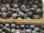 L’Oliveraie du Coudon - FIGUES DE SOLLIES POUR CONFITURE  15KG (bien lire la description)