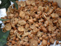 Trapon Champignons - Mousserons des prés