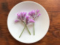 Le Jardin des Antipodes - Fleurs De Tulbaghia