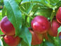 L'OLIVERAIE DU COUDON - PLATEAU DE NECTARINE C2 (1 PLATEAUX)