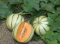 L’Oliveraie du Coudon - MELON CHARENTAIS CAL 15( 2 pieces )