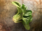 La Ferme d'Artaud - Pak choi - pièce