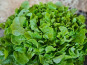 Les Jardins de Gérard - Salade Feuille de chêne blonde Bio
