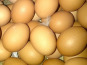 Ferme Joos - lot de 18  œufs calibre moyen