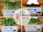 Ma Micropousse culinaire - Micro pousses Pack Energie Boost (Tournesol, Pois vert, Kale, Amaranthe) 4 barquettes