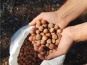LES VERGERS DE BRAVONE - NOISETTES 5KG