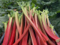 Maison Vermes - Producteurs de Rhubarbes - Rhubarbe Mikoot - 5kg