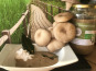 Champinette et Aromates - Velouté de pleurotes BIO