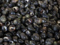 La Paysanne des Mers - Bigorneaux vivants - 1kg