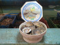 Huîtres Henry - 50 Huitres plates belons BIO Petites