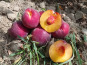 Massot Delphine et Garrigue Marc - Peches jaune BIO du Roussillon