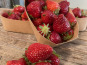 Les Champs Paradis - Fraises des jardins Bio - 250g