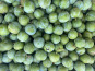 Des Poules et des Vignes à Bourgueil - Prunes Reine-Claude