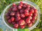 LES JARDINS DE KARINE - Cerise Griotte dénoyautée surgelée - 500g