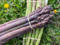 Asperges Guirao - Asperges pourpres - 500g - Tout calibre