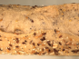 Maison Boulanger - demi baguette céréales pré cuite surgelée  par 3
