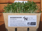 Ma Micropousse culinaire - Micro pousses de coriandre Bio 8 barquettes
