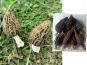 L'Agricueilleur du Suzon - Morilles françaises Bio à farcir