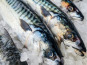 Ocean Frais - Maquereaux vidé - lot de 1kg ~ 2 à 4 pièces