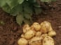 Ferme de Carcouet - Pommes de Terre Allians  Bio - 9 kg