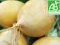Mon Petit Producteur - Navet Bio Boule D'or - 350g