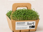 Ma Micropousse culinaire - Micro-pousses bio de moutarde blanche – 8 barquettes