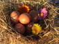 Ferme Sinsac - Oeufs Fermiers de Poule de Gasconne par 6