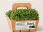 Ma Micropousse culinaire - Micro-pousses bio de moutarde blanche – 4 barquettes
